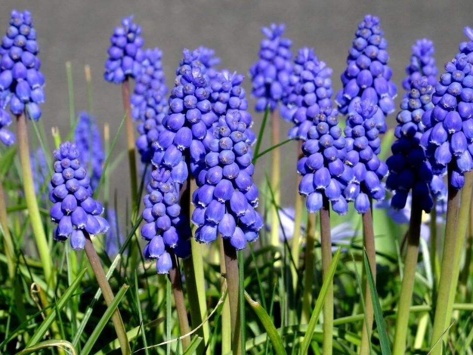 #11. Grape hyacinth